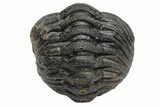 Wide, Enrolled Morocops Trilobite - Morocco #224106-2